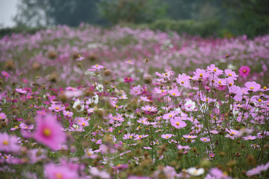 格桑花海