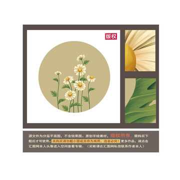 菊花圖片