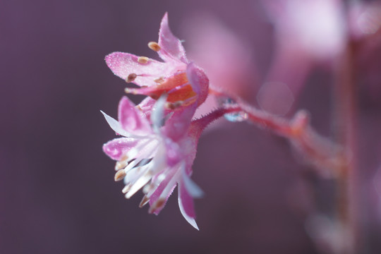 花卉