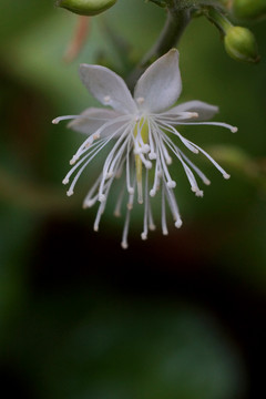 花卉