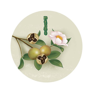 野生山茶子花插畫手繪山茶子花