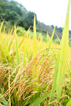 成熟的稻谷
