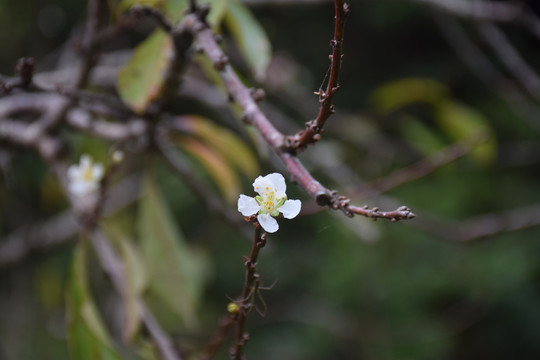 李花