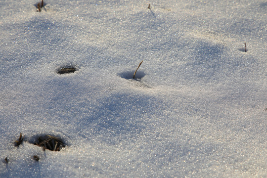 白雪