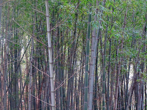 毛竹林