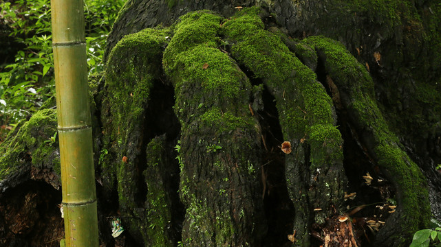 古树根上的绿苔藓