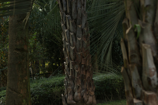 粗大的棕榈树