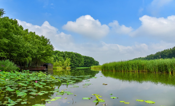 台儿庄运河湿地