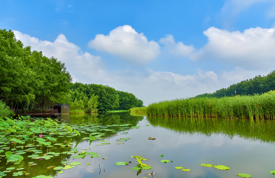 台儿庄运河湿地