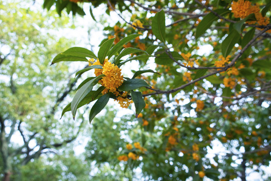 桂花