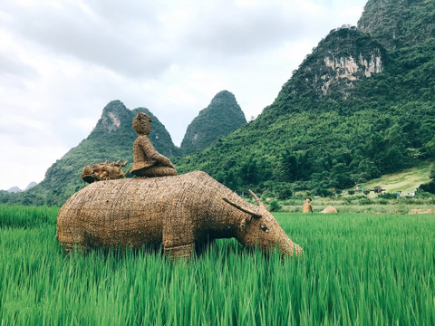 稻草水牛