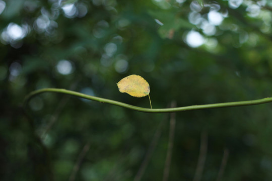 黄叶