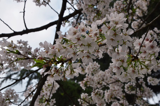 樱花