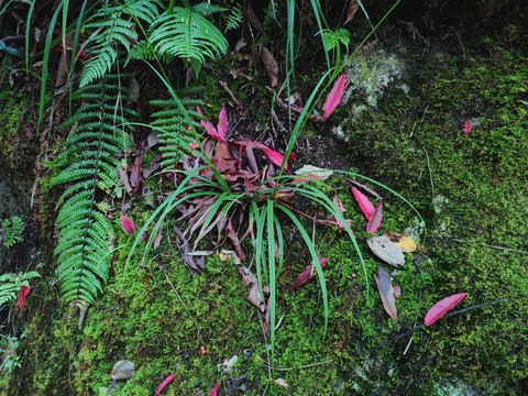 苔藓落叶兰草