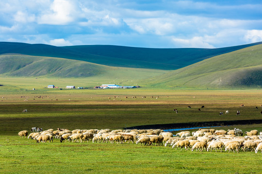 草原河流牛羊群
