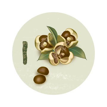 野生山茶子插畫手繪山茶子PSD
