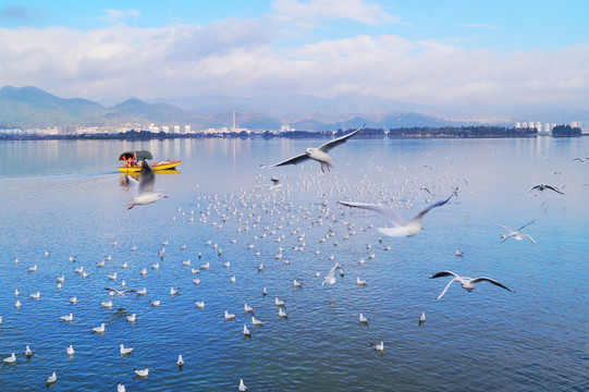 昆明滇池海鸥