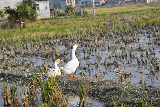 土鹅