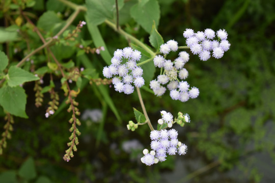 路边小花