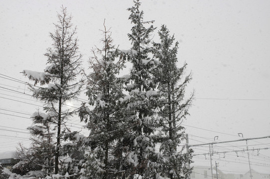 树上的雪