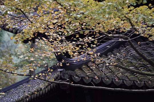 银杏古风建筑寺庙