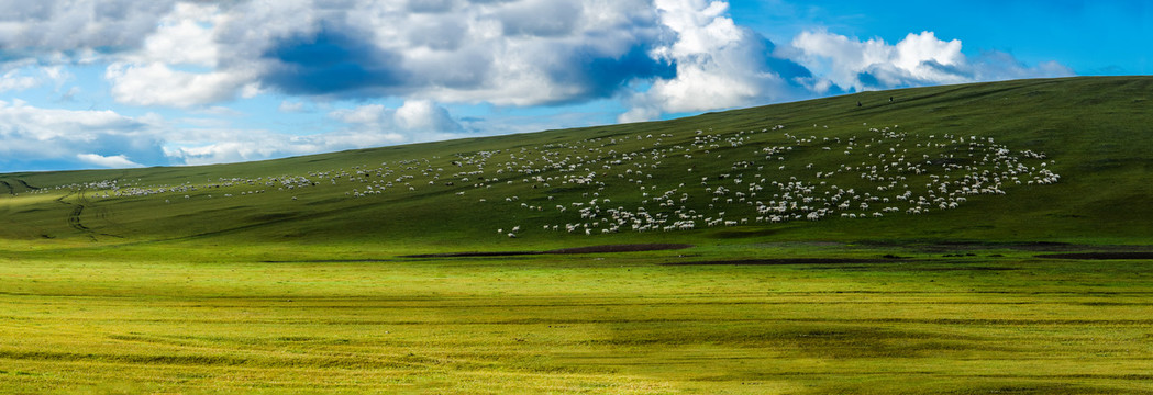 夏季草原羊群大长幅