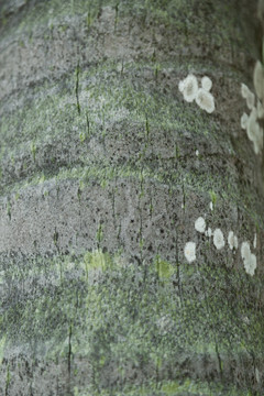 椰树树皮纹理