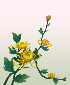 金絲菊菊花插畫