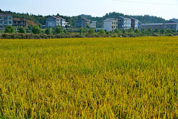 乡村稻田秋景