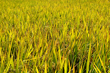 稻谷稻穗