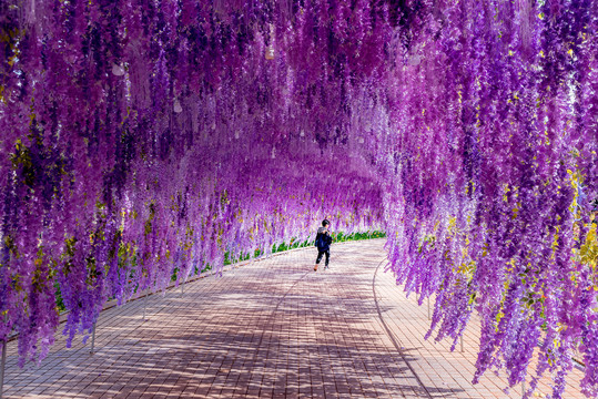 紫藤花长廊