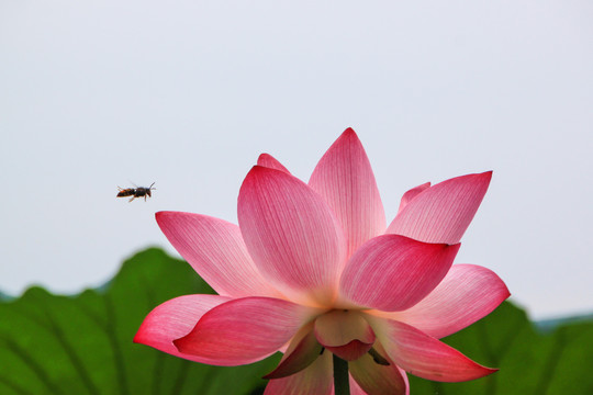 西湖荷花