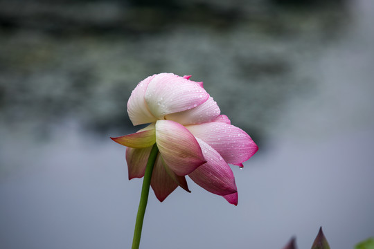 西湖荷花