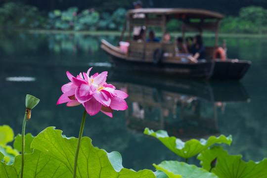 西湖荷花