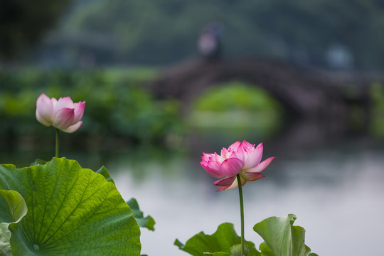 西湖荷花