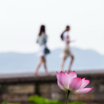 西湖荷花