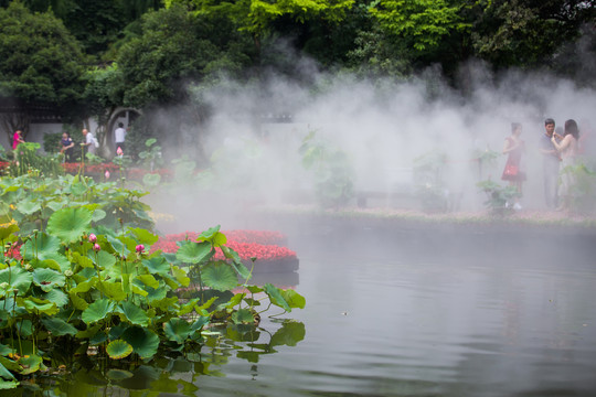 西湖荷花