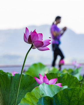 西湖荷花