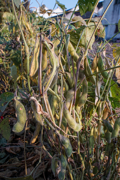 大豆种植