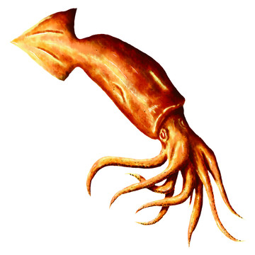 魷魚手繪