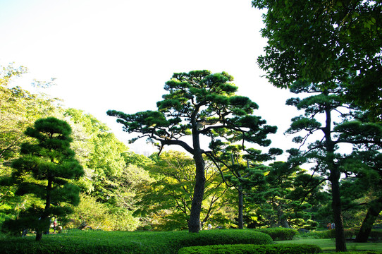 松树