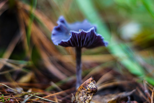 野生蘑菇菌子