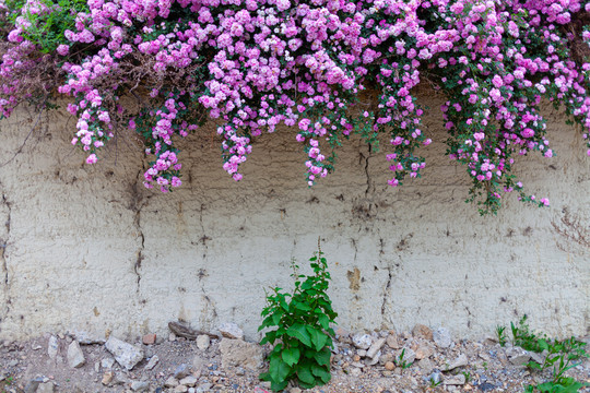 花草