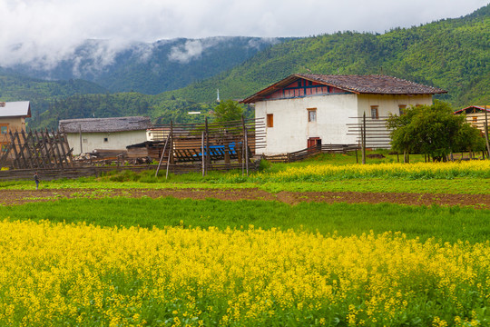 油菜花