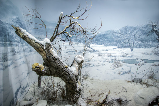 雪景