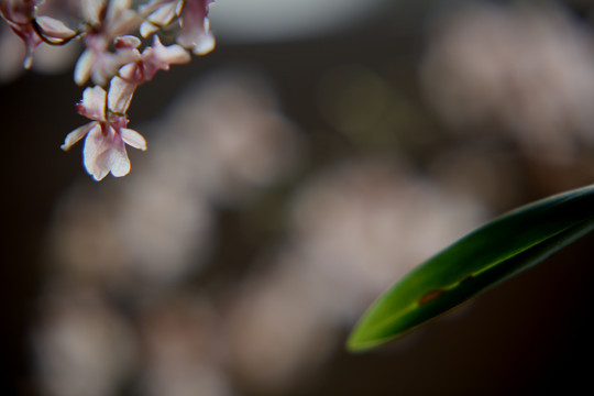 花草背景