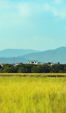 田园秋色