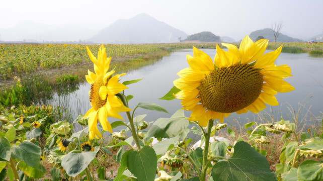 花向日葵