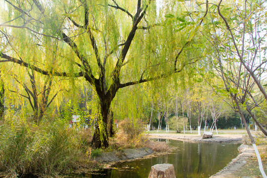 公园池塘秋景