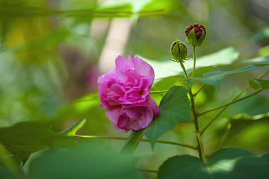 木芙蓉